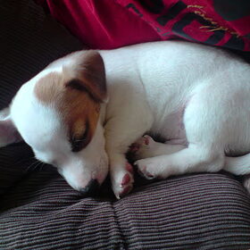 dit is mijn hondje toen hij een pup was