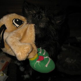 Alsjeblieft, vrouwtje, een leeggeplukte knuffel voor je.
