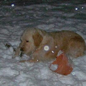 Ze gaat gewoon in de sneeuw liggen!