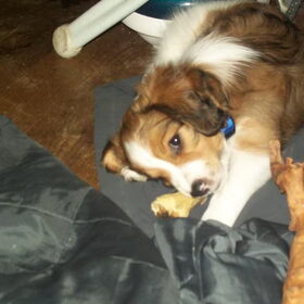 scotty pup
