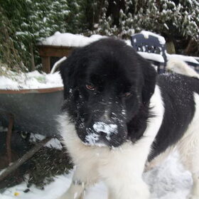 reina sneeuw toet