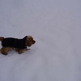 tara, genieten van de sneeuw