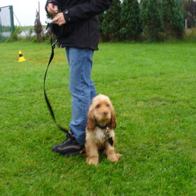 tara in de les