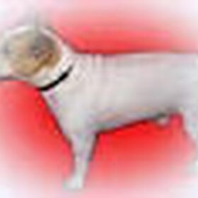 Hondenfoto van speedy