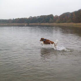 scotty in het water