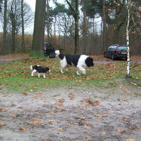 reina met een cavalier