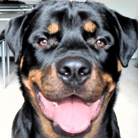 Hondenfoto van Hannie met Beer en Chelsea