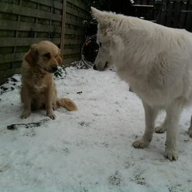 Hondenfoto van Chocomelk van Jessy & Storm en ***Blondie & Tara***