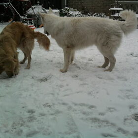 Hondenfoto van Chocomelk van Jessy & Storm en ***Blondie & Tara***