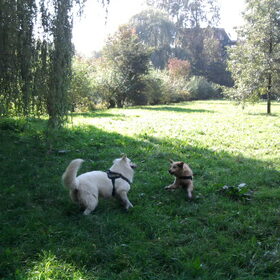 Hondenfoto van Chocomelk van Jessy & Storm en ***Blondie & Tara***