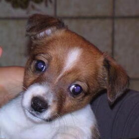 Ons klein ukkie hondje van 7 weken