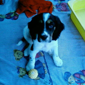 Puck als Puppy:P