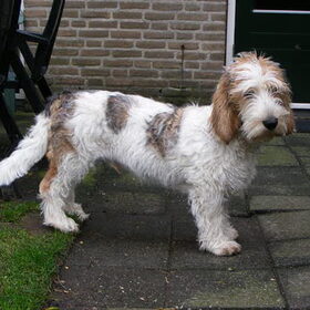 BAGOUSH IS EEN GRAND BASSET GRIFFON VENDEEN. GEWOON EEN HELE…