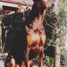 Benji mooiste en liefste hond die we gehad hebben