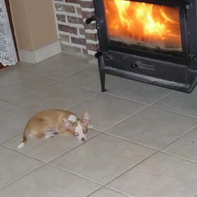 Ik lig graag voor de kachel, lekker warm! :-)