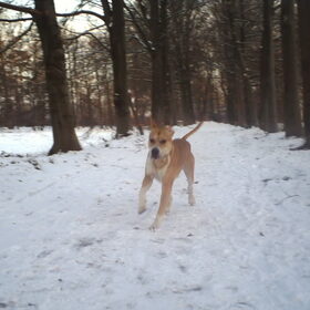 Hondenfoto van lilly