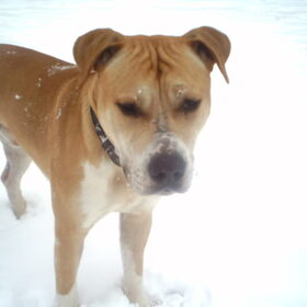 Hondenfoto van lilly