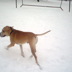 Hondenfoto van lilly