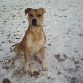 Hondenfoto van lilly