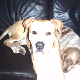 Hondenfoto van lilly