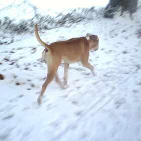 Hondenfoto van lilly