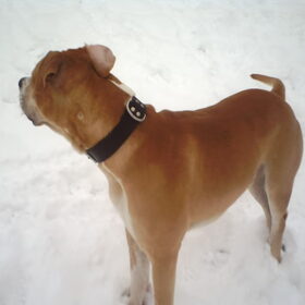 Hondenfoto van lilly