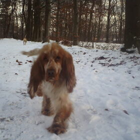 Hondenfoto van lilly