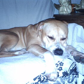 Hondenfoto van lilly