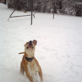 Hondenfoto van lilly