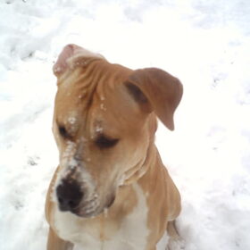 Hondenfoto van lilly