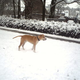 Hondenfoto van lilly