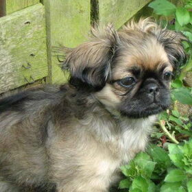 Als puppy, lekker alle planten plat stampen.
