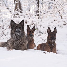 Hondenfoto van De Mecheltjes clan