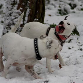 Hondenfoto van Claudia, Andor en Deamon