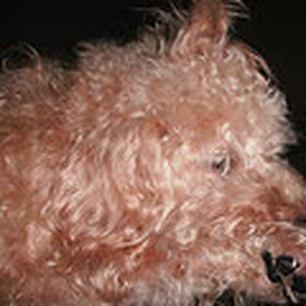 luie hond.