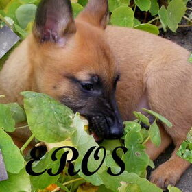 Hondenfoto van brenda & cora ° Eros ° Frodo
