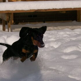 Cookie in de sneeuw