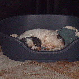 Hondenfoto van liesbeth,Turbo,Luna, Levi en Faith
