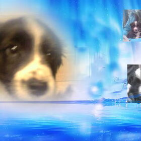 Hondenfoto van silke & woody 