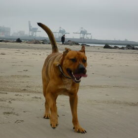 Spikey op het strand (hoek van holland)