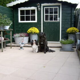 Op de foto ziet u links Chaplin (cavelier king charles sp.) hij…