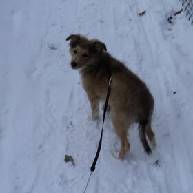 In de sneeuw
