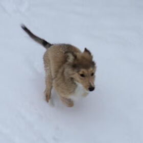 Rennen in de sneeuw