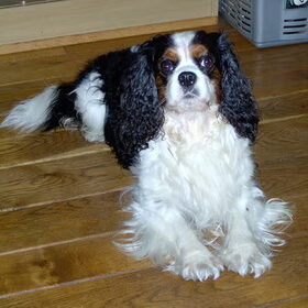 Chaplin (7 jaar)