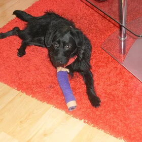 Falkor met z'n pootje in verband