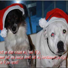 Hondenfoto van Claudia, Andor en Deamon