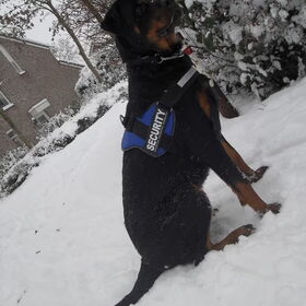 Hondenfoto van Hannie met Beer en Chelsea