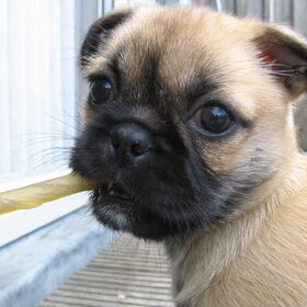 ik ben cookie en mijn papa en mama zijn een mops en shi-tzu. als…