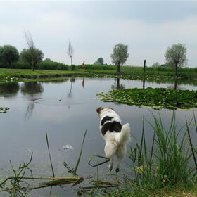 Hondenfoto van Thara 