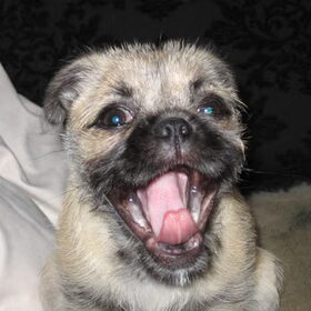 ik ben cookie, een kruising tussen een mops en shi-tzu. leuk he!